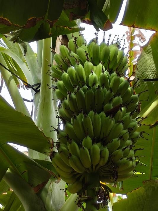 Karpuravalli Banana