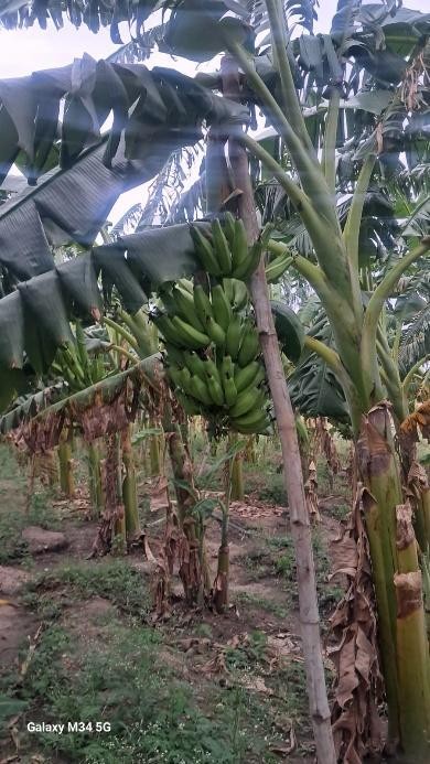 Monthan Banana