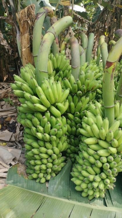 Poovan Banana