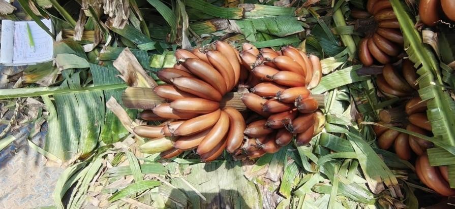 Red Banana