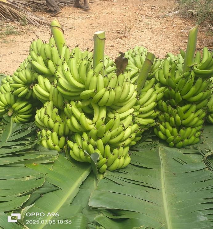 Robusta Banana