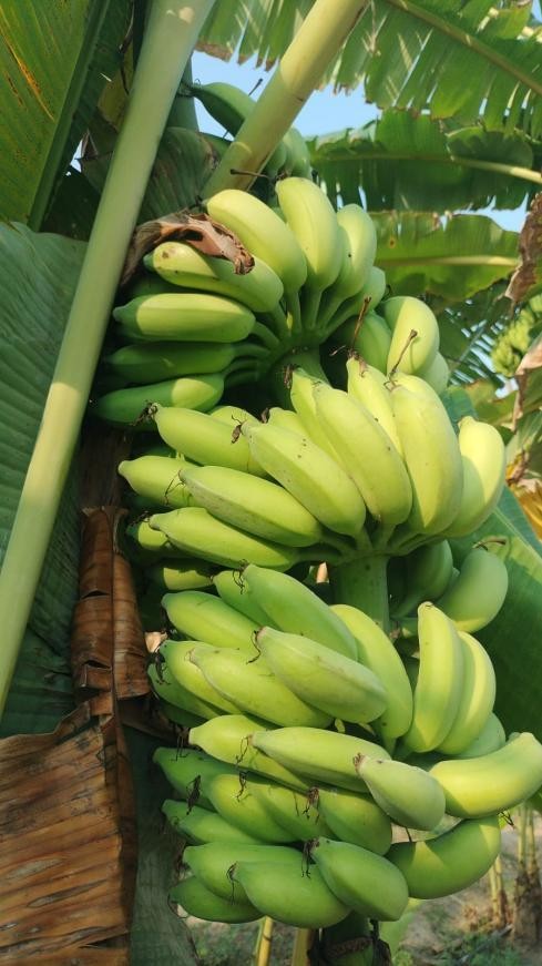 Yelakki Banana
